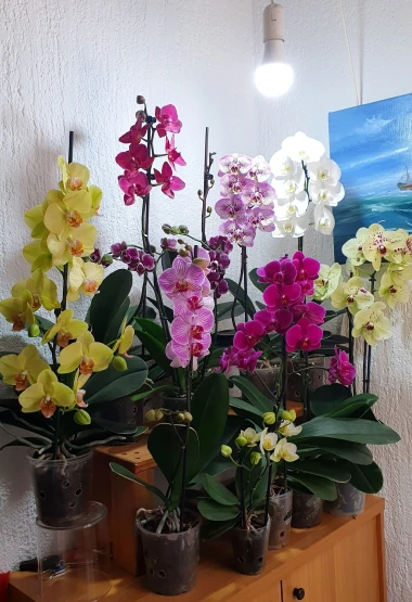 Kakve ljepotice! Orhideje na&scaron;ih čitateljica su nas očarale, a jedna nas je nasmijala