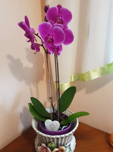 Kakve ljepotice! Orhideje na&scaron;ih čitateljica su nas očarale, a jedna nas je nasmijala