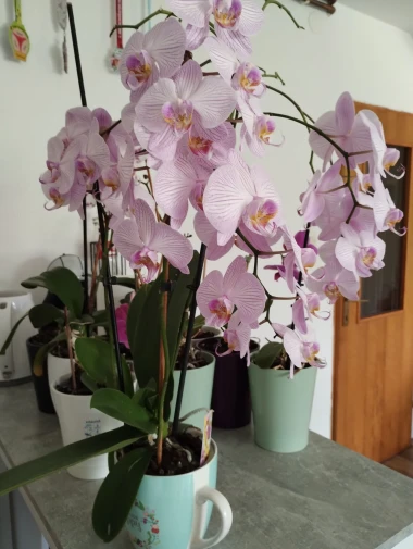 Kakve ljepotice! Orhideje na&scaron;ih čitateljica su nas očarale, a jedna nas je nasmijala