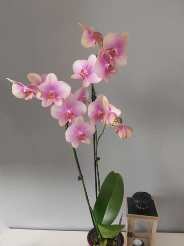 Kakve ljepotice! Orhideje na&scaron;ih čitateljica su nas očarale, a jedna nas je nasmijala