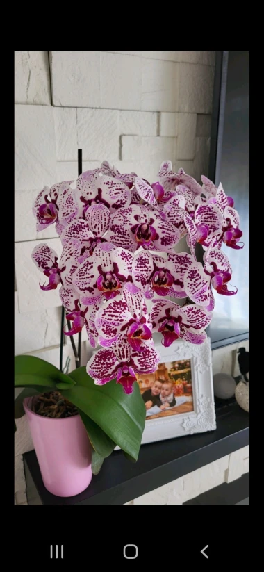 Kakve ljepotice! Orhideje na&scaron;ih čitateljica su nas očarale, a jedna nas je nasmijala