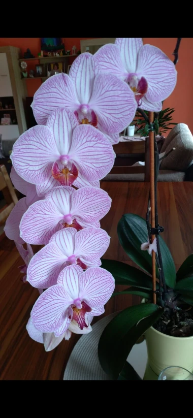 Kakve ljepotice! Orhideje na&scaron;ih čitateljica su nas očarale, a jedna nas je nasmijala