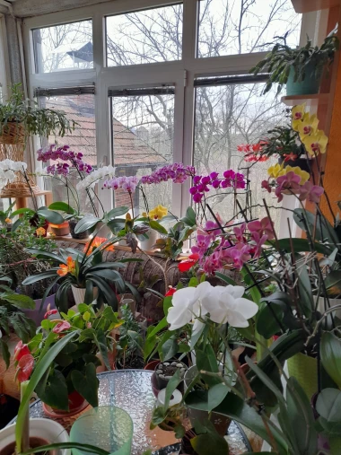 Kakve ljepotice! Orhideje na&scaron;ih čitateljica su nas očarale, a jedna nas je nasmijala