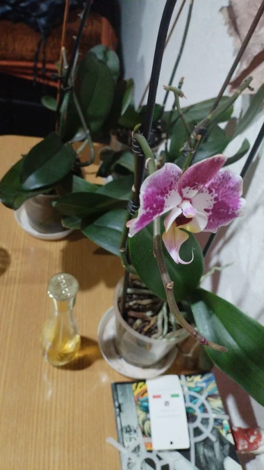 Kakve ljepotice! Orhideje na&scaron;ih čitateljica su nas očarale, a jedna nas je nasmijala