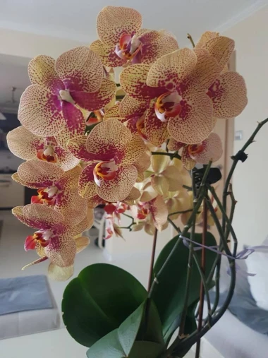 Kakve ljepotice! Orhideje na&scaron;ih čitateljica su nas očarale, a jedna nas je nasmijala