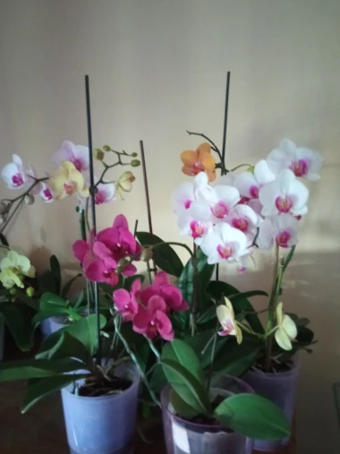 Kakve ljepotice! Orhideje na&scaron;ih čitateljica su nas očarale, a jedna nas je nasmijala