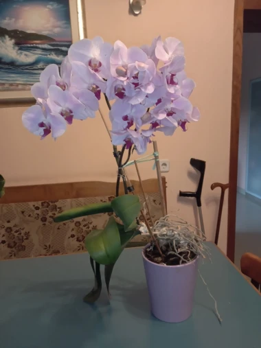 Kakve ljepotice! Orhideje na&scaron;ih čitateljica su nas očarale, a jedna nas je nasmijala