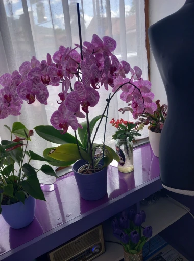 Kakve ljepotice! Orhideje na&scaron;ih čitateljica su nas očarale, a jedna nas je nasmijala
