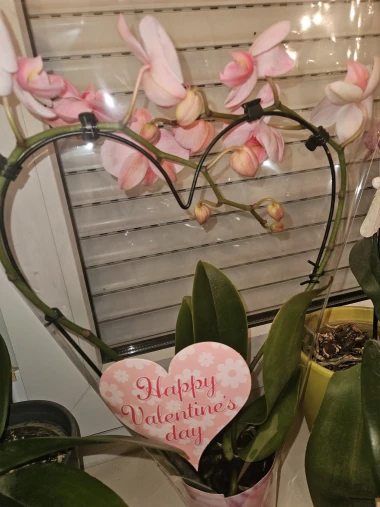 Kakve ljepotice! Orhideje na&scaron;ih čitateljica su nas očarale, a jedna nas je nasmijala