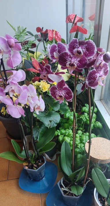 Kakve ljepotice! Orhideje na&scaron;ih čitateljica su nas očarale, a jedna nas je nasmijala