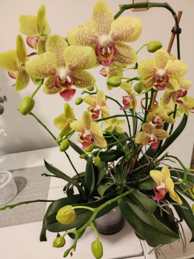 Kakve ljepotice! Orhideje na&scaron;ih čitateljica su nas očarale, a jedna nas je nasmijala