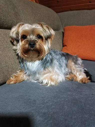 Pogledajte medene nju&scaron;kice: Max, Mocca, Sila i mnogi drugi odmah će vam uljep&scaron;ati dan