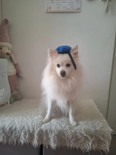 Pogledajte medene nju&scaron;kice: Max, Mocca, Sila i mnogi drugi odmah će vam uljep&scaron;ati dan