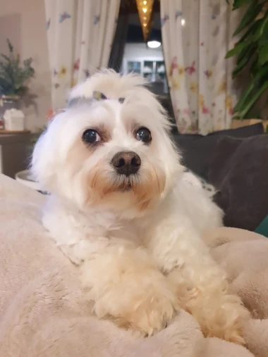 Pogledajte medene nju&scaron;kice: Max, Mocca, Sila i mnogi drugi odmah će vam uljep&scaron;ati dan