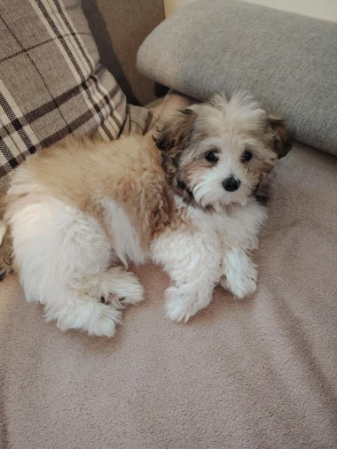 Pogledajte medene nju&scaron;kice: Max, Mocca, Sila i mnogi drugi odmah će vam uljep&scaron;ati dan