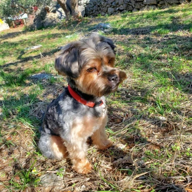 Pogledajte medene nju&scaron;kice: Max, Mocca, Sila i mnogi drugi odmah će vam uljep&scaron;ati dan