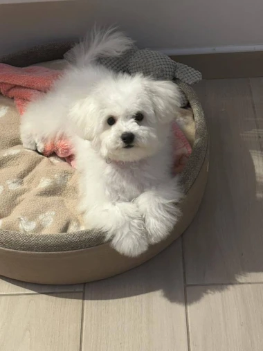 Pogledajte medene nju&scaron;kice: Max, Mocca, Sila i mnogi drugi odmah će vam uljep&scaron;ati dan