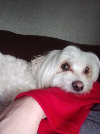 Pogledajte medene nju&scaron;kice: Max, Mocca, Sila i mnogi drugi odmah će vam uljep&scaron;ati dan