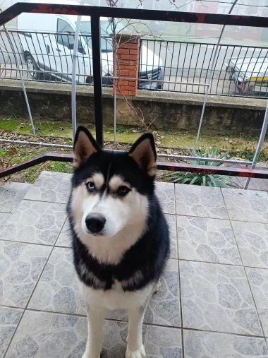 Pogledajte medene nju&scaron;kice: Max, Mocca, Sila i mnogi drugi odmah će vam uljep&scaron;ati dan