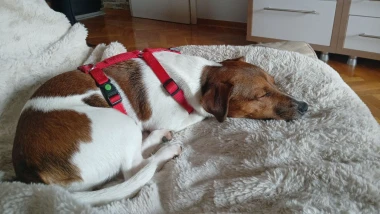 Pogledajte medene nju&scaron;kice: Max, Mocca, Sila i mnogi drugi odmah će vam uljep&scaron;ati dan