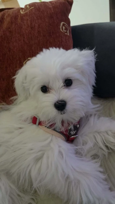 Pogledajte medene nju&scaron;kice: Max, Mocca, Sila i mnogi drugi odmah će vam uljep&scaron;ati dan