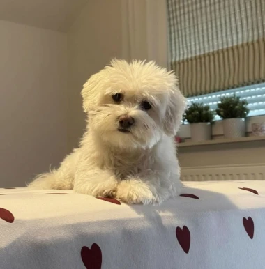 Pogledajte medene nju&scaron;kice: Max, Mocca, Sila i mnogi drugi odmah će vam uljep&scaron;ati dan