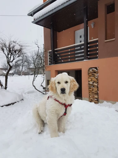 Pogledajte medene nju&scaron;kice: Max, Mocca, Sila i mnogi drugi odmah će vam uljep&scaron;ati dan