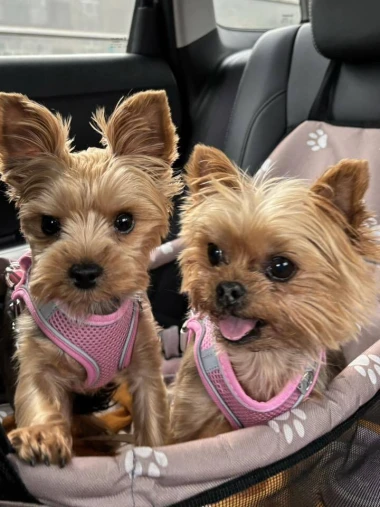 Pogledajte medene nju&scaron;kice: Max, Mocca, Sila i mnogi drugi odmah će vam uljep&scaron;ati dan