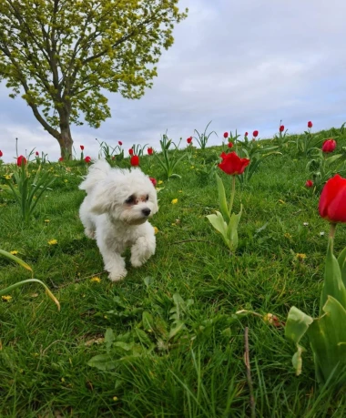 Pogledajte medene nju&scaron;kice: Max, Mocca, Sila i mnogi drugi odmah će vam uljep&scaron;ati dan
