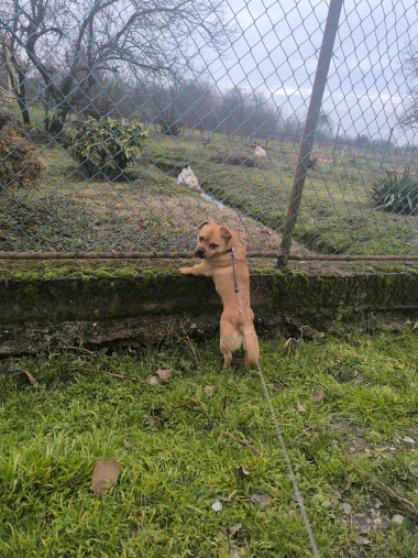 Pogledajte medene nju&scaron;kice: Max, Mocca, Sila i mnogi drugi odmah će vam uljep&scaron;ati dan