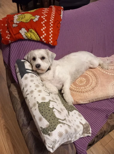 Pogledajte medene nju&scaron;kice: Max, Mocca, Sila i mnogi drugi odmah će vam uljep&scaron;ati dan