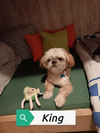 Pogledajte medene nju&scaron;kice: Max, Mocca, Sila i mnogi drugi odmah će vam uljep&scaron;ati dan