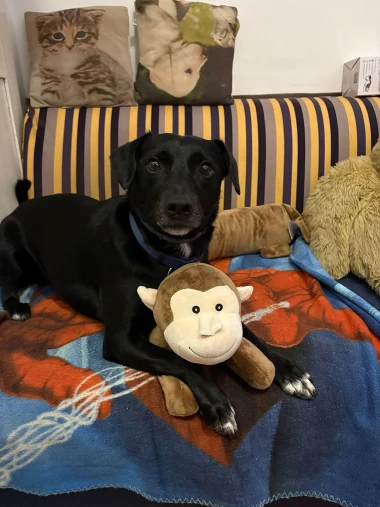 Pogledajte medene nju&scaron;kice: Max, Mocca, Sila i mnogi drugi odmah će vam uljep&scaron;ati dan