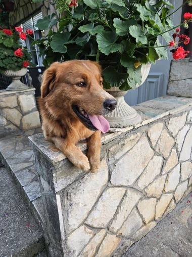 Pogledajte medene nju&scaron;kice: Max, Mocca, Sila i mnogi drugi odmah će vam uljep&scaron;ati dan