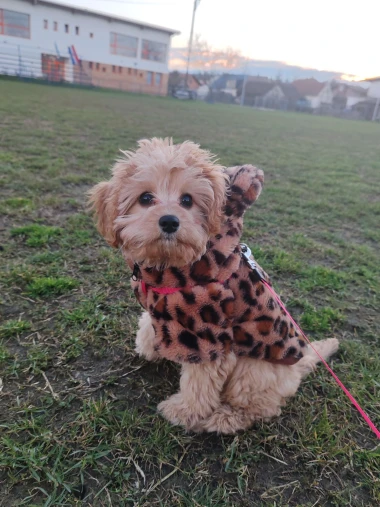 Pogledajte medene nju&scaron;kice: Max, Mocca, Sila i mnogi drugi odmah će vam uljep&scaron;ati dan