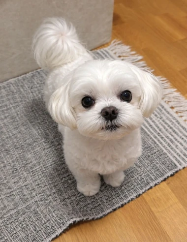 Pogledajte medene nju&scaron;kice: Max, Mocca, Sila i mnogi drugi odmah će vam uljep&scaron;ati dan