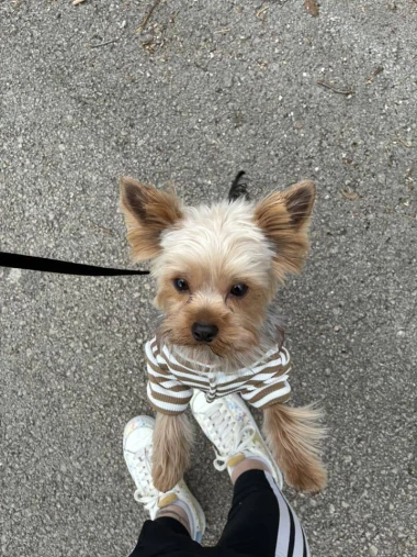 Pogledajte medene nju&scaron;kice: Max, Mocca, Sila i mnogi drugi odmah će vam uljep&scaron;ati dan