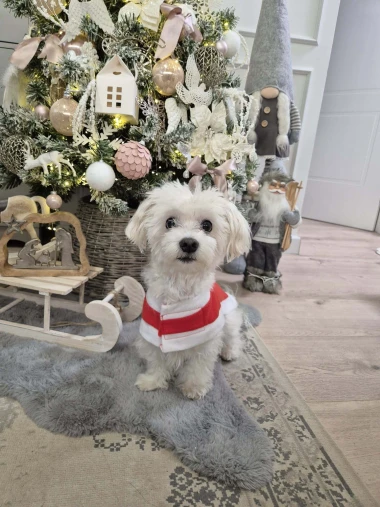 Pogledajte medene nju&scaron;kice: Max, Mocca, Sila i mnogi drugi odmah će vam uljep&scaron;ati dan