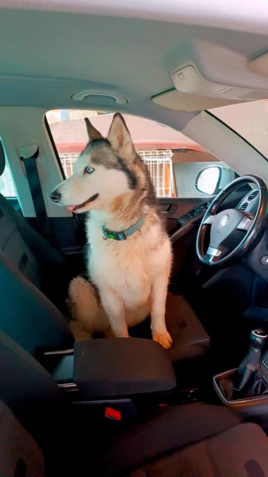 Pogledajte medene nju&scaron;kice: Max, Mocca, Sila i mnogi drugi odmah će vam uljep&scaron;ati dan