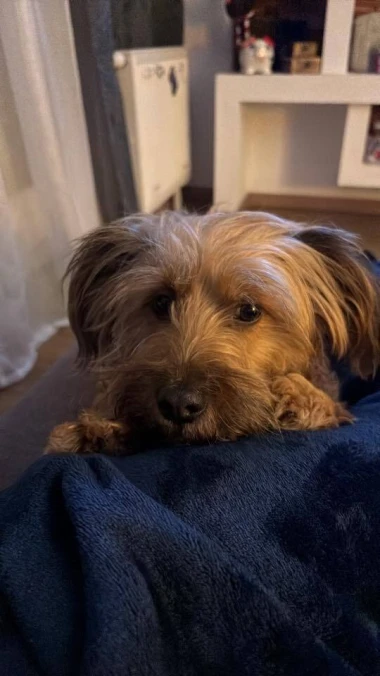 Pogledajte medene nju&scaron;kice: Max, Mocca, Sila i mnogi drugi odmah će vam uljep&scaron;ati dan