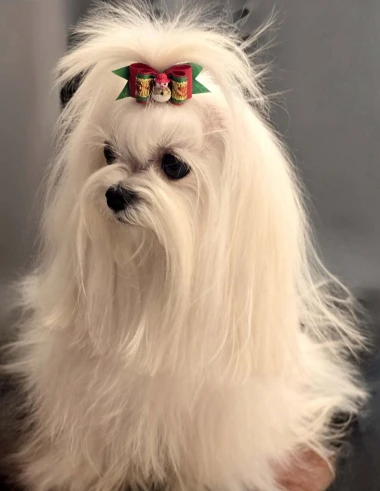 Pogledajte medene nju&scaron;kice: Max, Mocca, Sila i mnogi drugi odmah će vam uljep&scaron;ati dan