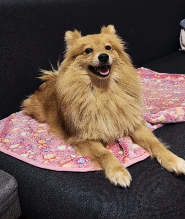 Pogledajte medene nju&scaron;kice: Max, Mocca, Sila i mnogi drugi odmah će vam uljep&scaron;ati dan