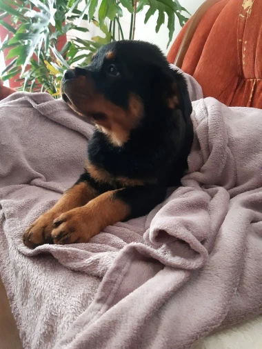 Pogledajte medene nju&scaron;kice: Max, Mocca, Sila i mnogi drugi odmah će vam uljep&scaron;ati dan