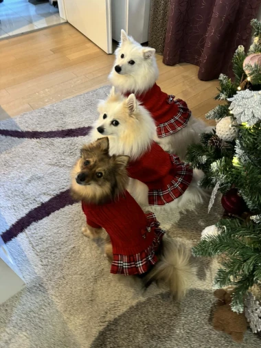 Pogledajte medene nju&scaron;kice: Max, Mocca, Sila i mnogi drugi odmah će vam uljep&scaron;ati dan