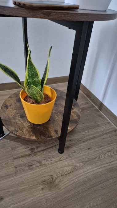 Svekrvin jezik koji ne prigovara: Čitateljice pokazale svoje zelene kraljice doma