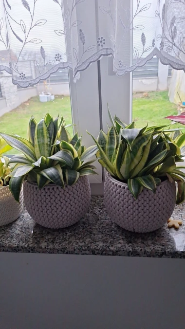 Svekrvin jezik koji ne prigovara: Čitateljice pokazale svoje zelene kraljice doma