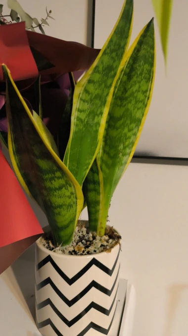 Svekrvin jezik koji ne prigovara: Čitateljice pokazale svoje zelene kraljice doma