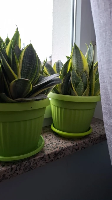 Svekrvin jezik koji ne prigovara: Čitateljice pokazale svoje zelene kraljice doma