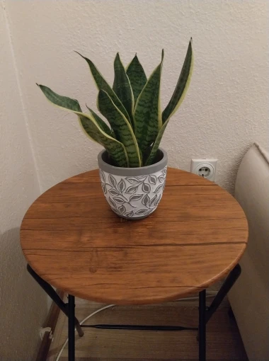 Svekrvin jezik koji ne prigovara: Čitateljice pokazale svoje zelene kraljice doma