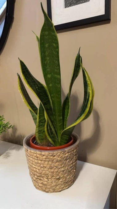 Svekrvin jezik koji ne prigovara: Čitateljice pokazale svoje zelene kraljice doma